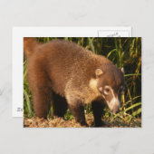 Carte postale Wild Coati Mundi (Devant / Derrière)