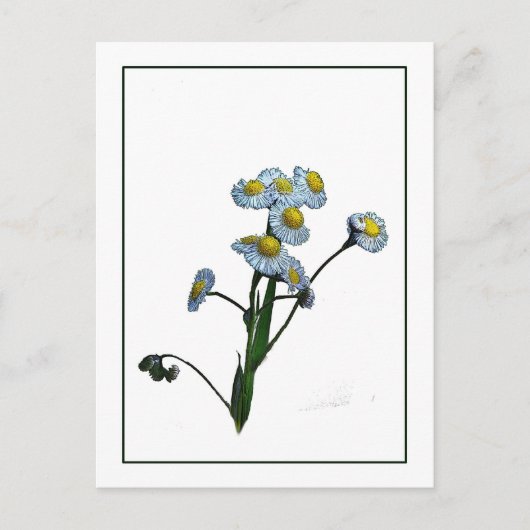 Carte postale Wild Daisy Botanical Photo-Sketch (Devant)