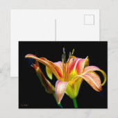 Carte Postale Wild Daylily On A Dark Morning Hike (Devant / Derrière)