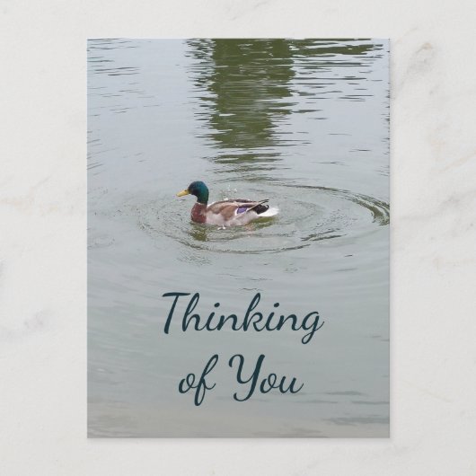 Carte postale Wild Duck (Devant)