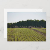 Carte postale Wild Fallow Deer (Devant / Derrière)