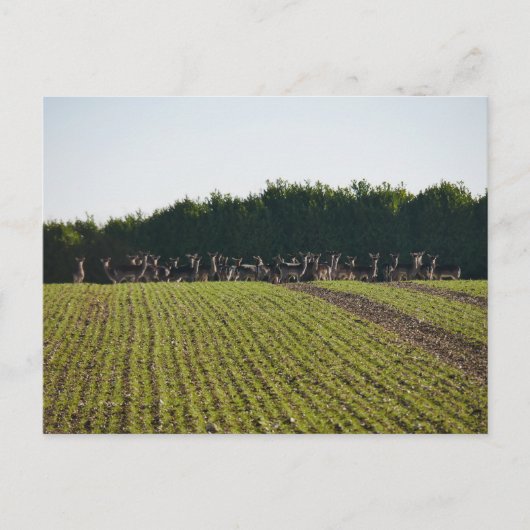 Carte postale Wild Fallow Deer (Devant)
