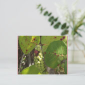 Carte postale Wild Florida Sea Grapes (Debout devant)