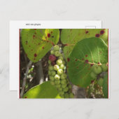 Carte postale Wild Florida Sea Grapes (Devant / Derrière)