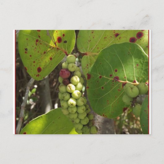 Carte postale Wild Florida Sea Grapes (Devant)