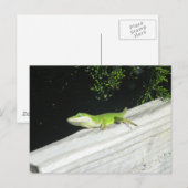 Carte Postale Wild Green Gecko (Devant / Derrière)