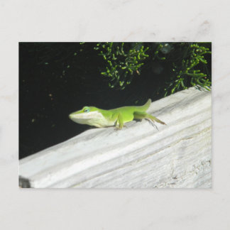 Carte Postale Wild Green Gecko