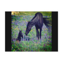 Carte postale Wild Horse