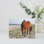 Carte postale Wild Horse, Carte postale de l'île A (Debout devant)