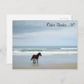 Carte Postale Wild Horse Outer Banks Corolla NC (Devant / Derrière)