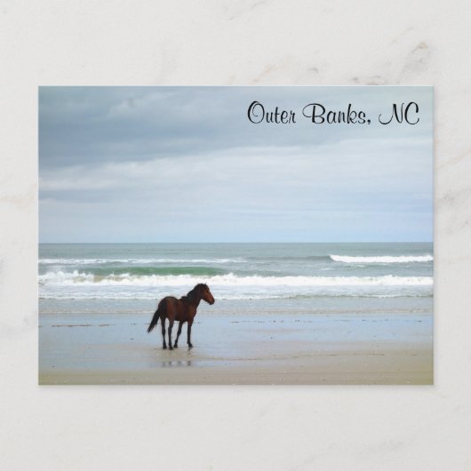 Carte Postale Wild Horse Outer Banks Corolla NC (Devant)