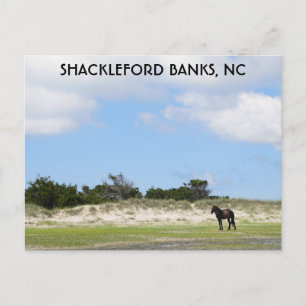 Carte Postale Wild Horse Shackleford Banks Caroline du Nord