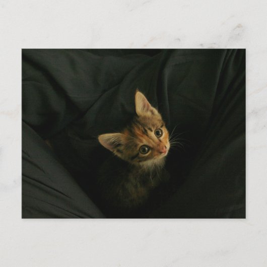 Carte Postale Wild L. (Devant)