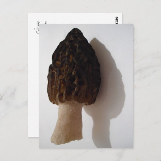 Carte postale Wild Morel Mushroom (Devant / Derrière)