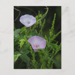 Carte postale Wild Morning Glory