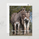 Carte postale Wild Mustangs Forever (Devant / Derrière)