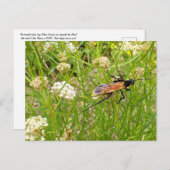 Carte postale Wild New Mexico Wasp (Devant / Derrière)