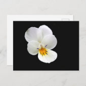 Carte postale Wild Pansy (Devant / Derrière)