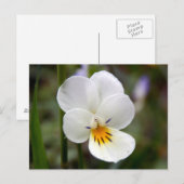 Carte postale Wild Pansy (Devant / Derrière)