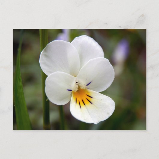 Carte postale Wild Pansy (Devant)