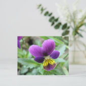 Carte postale Wild Pansy (Debout devant)