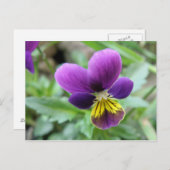 Carte postale Wild Pansy (Devant / Derrière)