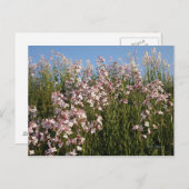 Carte postale "Wild Phlox" (Devant / Derrière)