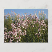 Carte postale "Wild Phlox" (Devant)