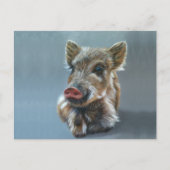 Carte Postale Wild piggy Postcard (Devant)