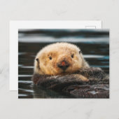 Carte postale Wild Sea Otter Portrait (Devant / Derrière)