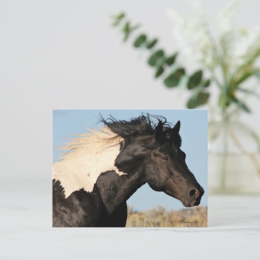 Carte postale Wild Stallion (Debout devant)