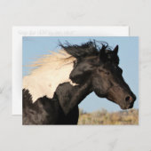 Carte postale Wild Stallion (Devant / Derrière)