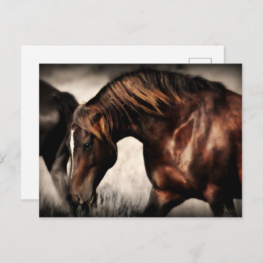 Carte postale Wild Stallion (Devant / Derrière)
