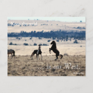 Carte Postale Wild Stallions, Pré-adressé : Sec de l'intérieur