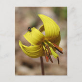 Carte Postale Wild Trout Lily Flower And Friend Personalized (Devant)