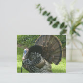 Carte postale Wild Turkey (Debout devant)