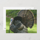 Carte postale Wild Turkey (Devant / Derrière)