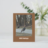 Carte postale Wild Turkeys (Debout devant)