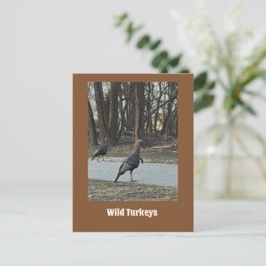 Carte postale Wild Turkeys (Debout devant)