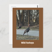 Carte postale Wild Turkeys (Devant / Derrière)