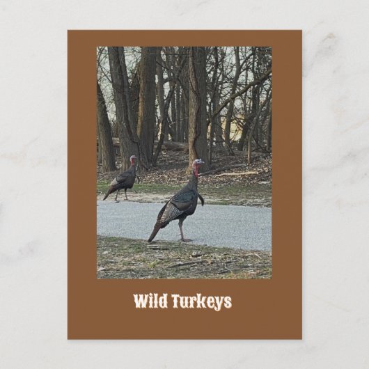 Carte postale Wild Turkeys (Devant)