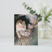 Carte Postale Wildcat asiatique (Debout devant)