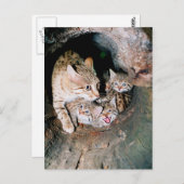 Carte Postale Wildcat asiatique (Devant / Derrière)