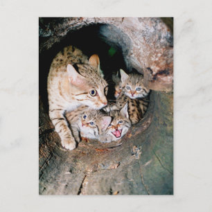 Carte Postale Wildcat asiatique