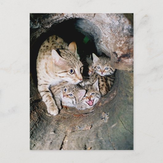 Carte Postale Wildcat asiatique (Devant)