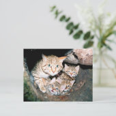 Carte Postale Wildcat asiatique (Debout devant)