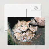 Carte Postale Wildcat asiatique (Devant / Derrière)