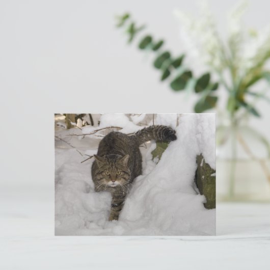 Carte postale - Wildcat écossais (Debout devant)