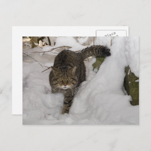 Carte postale - Wildcat écossais (Devant / Derrière)