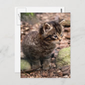 Carte Postale Wildcat Kitten (Devant / Derrière)